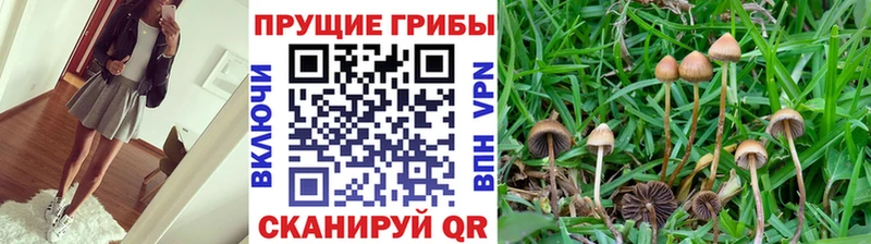 наркошоп  Пыталово  Галлюциногенные грибы мицелий 